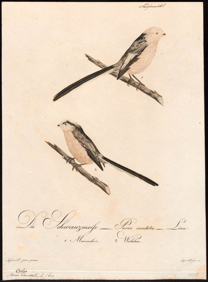 Parus caudatus - 1800-1812 - Print - Iconographia Zoologica - Special Collections University of Amsterdam - UBA01 IZ16100171