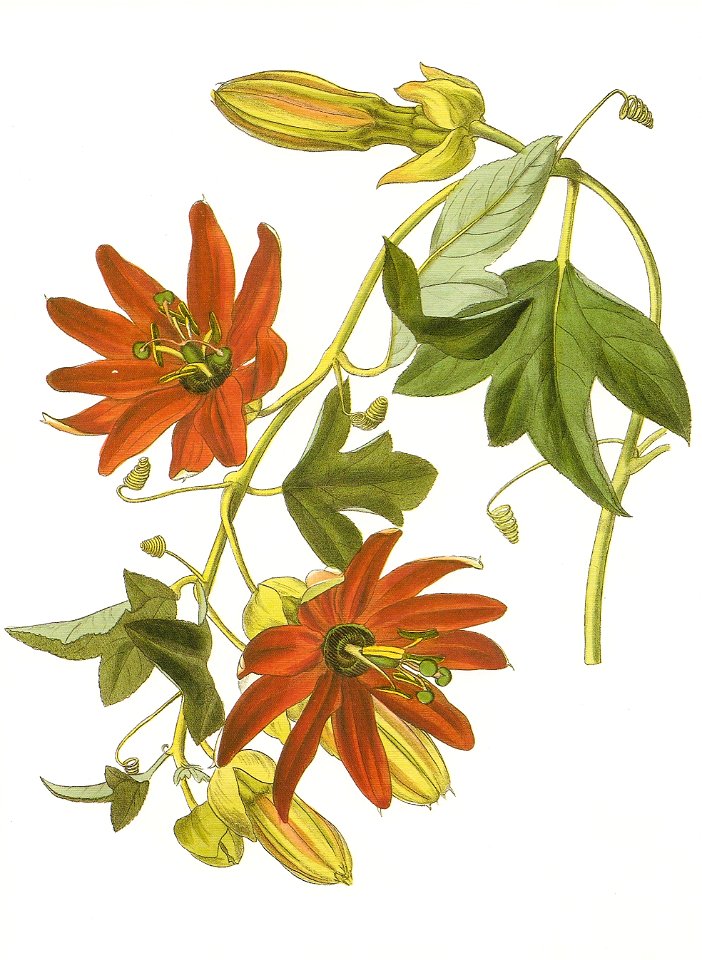 Passiflora manicata RHS