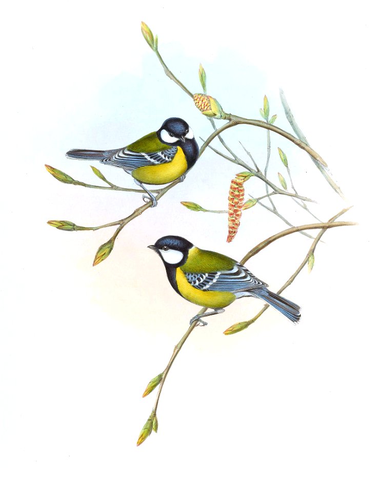 ParusMonticolusGould