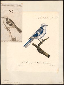 Parus cyaneus - 1825-1834 - Print - Iconographia Zoologica - Special Collections University of Amsterdam - UBA01 IZ16100133