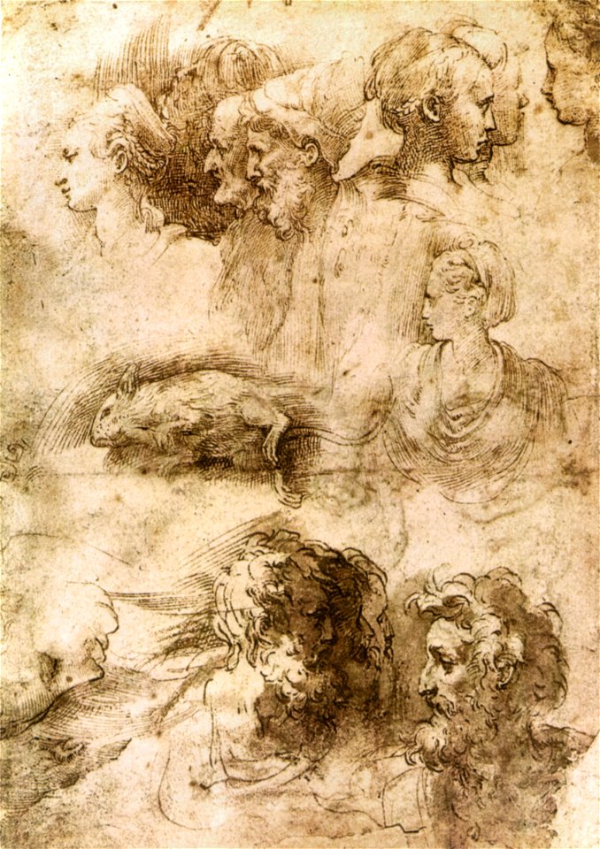 Parmigianino, studi di teste e topo morto, parma gn