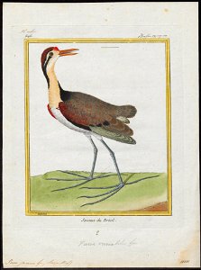 Parra jacana - 1700-1880 - Print - Iconographia Zoologica - Special Collections University of Amsterdam - UBA01 IZ17500267