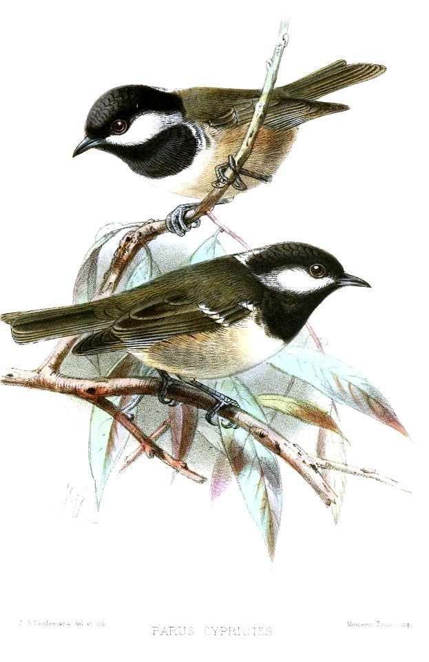 ParusCypriotesKeulemans