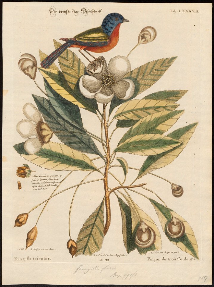 Passerina ciris - 1700-1880 - Print - Iconographia Zoologica - Special Collections University of Amsterdam - UBA01 IZ16000245
