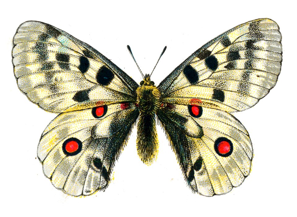 Parnassius apollo by Nemos. Free illustration for personal and commercial use.