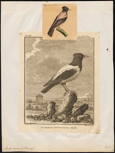 Pastor roseus - 1700-1880 - Print - Iconographia Zoologica - Special Collections University of Amsterdam - UBA01 IZ15800041