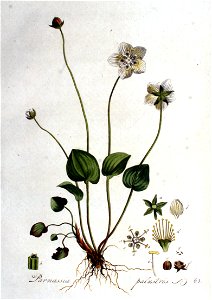 Parnassia palustris — Flora Batava — Volume v1