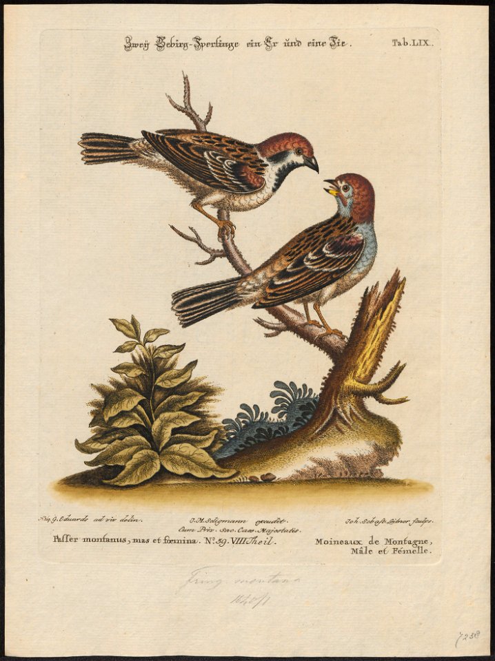 Passer montanus - 1700-1880 - Print - Iconographia Zoologica - Special Collections University of Amsterdam - UBA01 IZ16000101