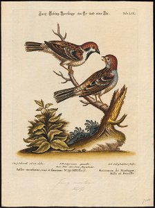 Passer montanus - 1700-1880 - Print - Iconographia Zoologica - Special Collections University of Amsterdam - UBA01 IZ16000101