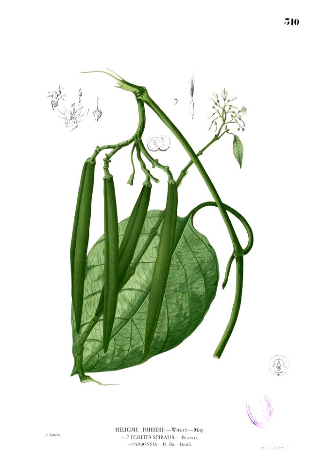 Parsonsia sp Blanco2.310