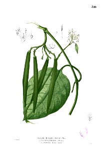 Parsonsia sp Blanco2.310