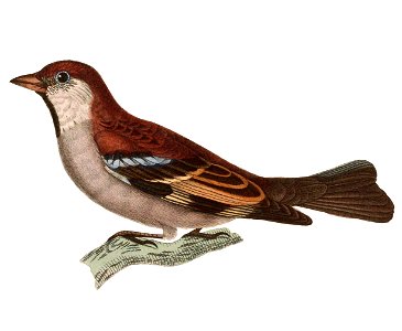 Passer rutilans 1838