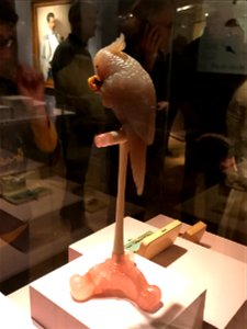 Parrot on a Perch
