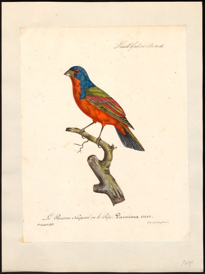 Passerina ciris - 1825-1834 - Print - Iconographia Zoologica - Special Collections University of Amsterdam - UBA01 IZ16000241