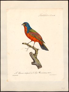 Passerina ciris - 1825-1834 - Print - Iconographia Zoologica - Special Collections University of Amsterdam - UBA01 IZ16000241