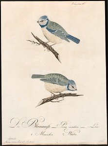Parus caeruleus - 1800-1812 - Print - Iconographia Zoologica - Special Collections University of Amsterdam - UBA01 IZ16100147