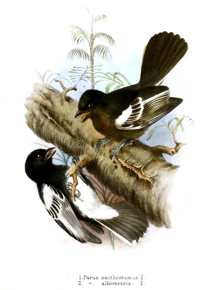 Parus Gronvold