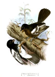 Parus Gronvold