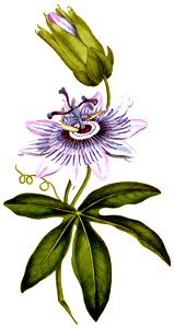 Passiflora coerulea 1787. Free illustration for personal and commercial use.