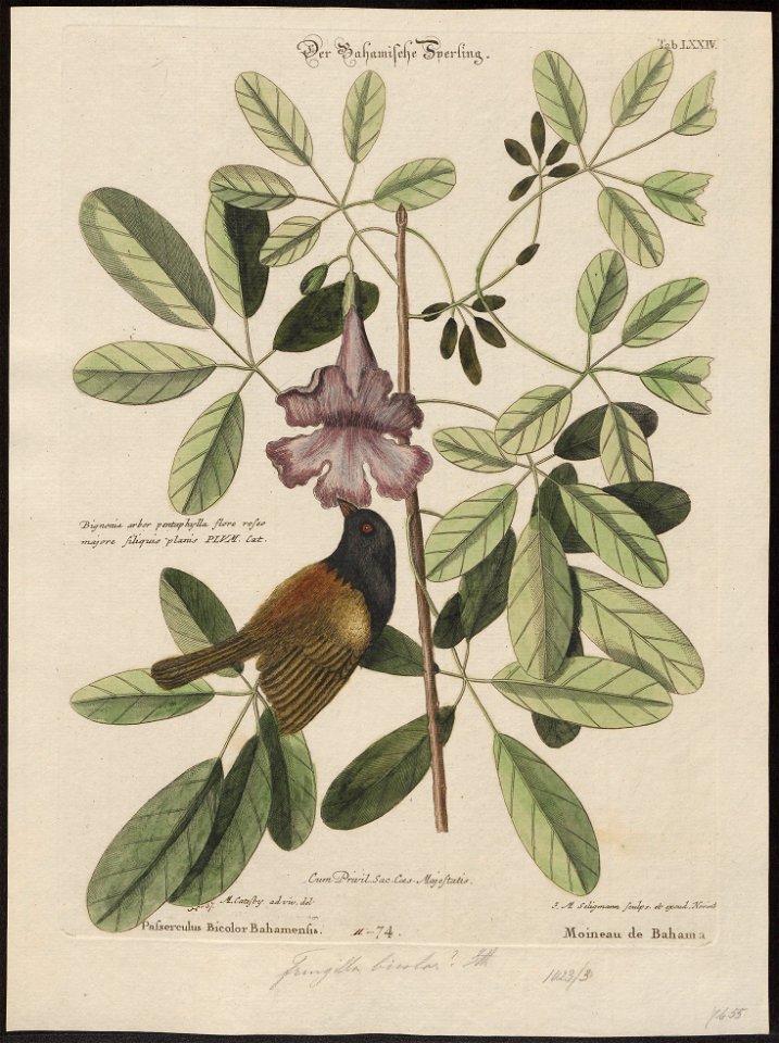 Passerina bicolor - 1700-1880 - Print - Iconographia Zoologica - Special Collections University of Amsterdam - UBA01 IZ16000265