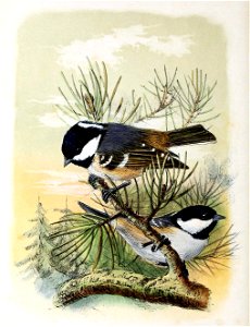 Parus ater 1873