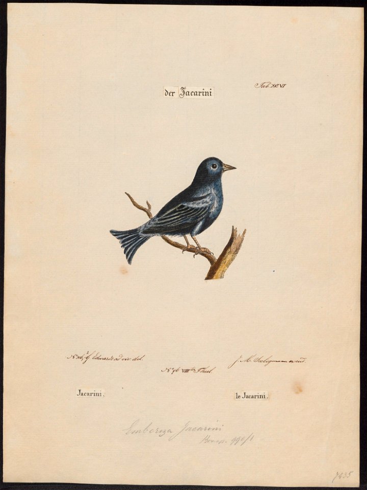 Passerina cyanea - 1700-1880 - Print - Iconographia Zoologica - Special Collections University of Amsterdam - UBA01 IZ16000235