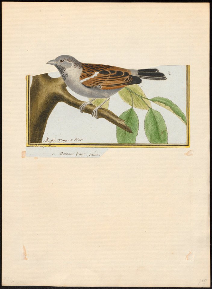 Passer domesticus - 1700-1880 - Print - Iconographia Zoologica - Special Collections University of Amsterdam - UBA01 IZ16000097