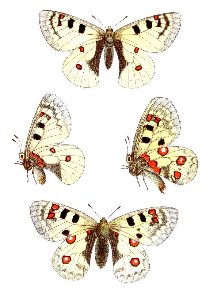 Parnassius sacerdos - Alpenapollo