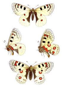 Parnassius sacerdos - Alpenapollo. Free illustration for personal and commercial use.