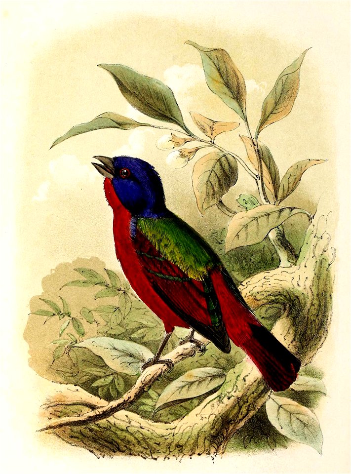 Passerina ciris 1869