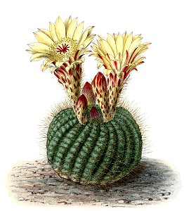 Parodia concinna BlKakteenT94