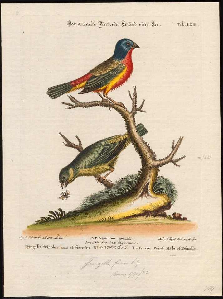 Passerina ciris - 1700-1880 - Print - Iconographia Zoologica - Special Collections University of Amsterdam - UBA01 IZ16000249