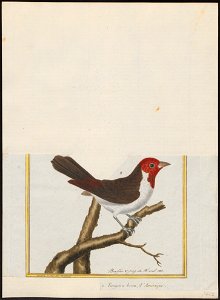 Passerina gularis - 1700-1880 - Print - Iconographia Zoologica - Special Collections University of Amsterdam - UBA01 IZ16000261