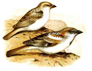 Passer hemileucus