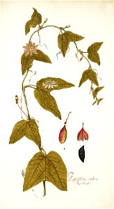 Passiflora rubra NJ Jacquin pl186