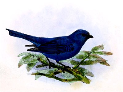 Passerina cyanea 1876