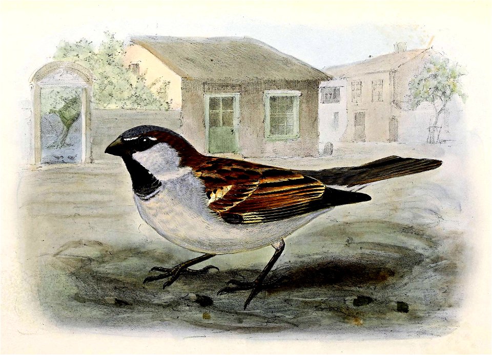 Passer domesticus 1876