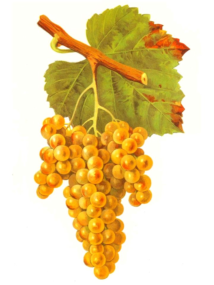 Petit Manseng