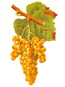 Petit Manseng
