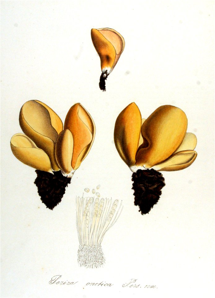 Peziza onotica — Flora Batava — Volume v14