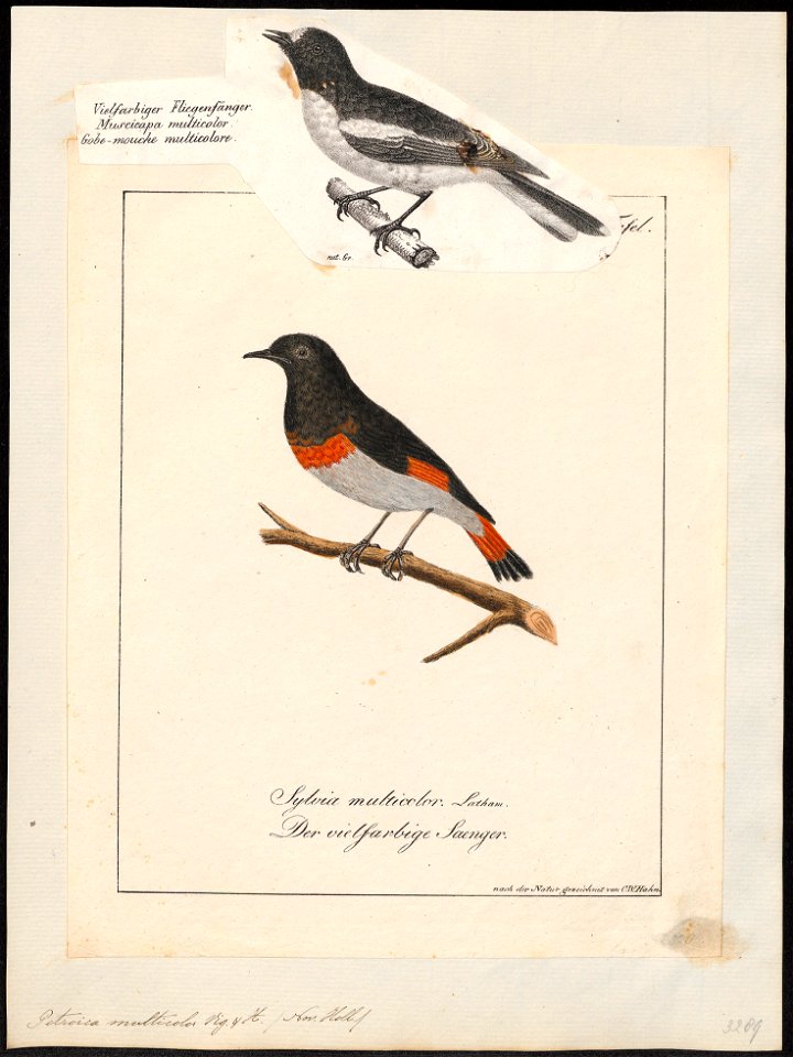 Petroica multicolor - - Print - Iconographia Zoologica - Special Collections University of Amsterdam - UBA01 IZ16200364
