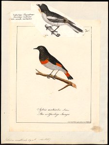 Petroica multicolor - - Print - Iconographia Zoologica - Special Collections University of Amsterdam - UBA01 IZ16200364