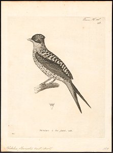 Phibalura flavirostris - 1700-1880 - Print - Iconographia Zoologica - Special Collections University of Amsterdam - UBA01 IZ16600055