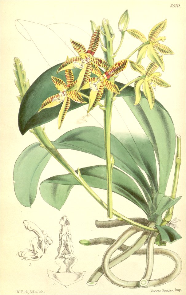 Phalaenopsis cornu-cervi (as Polychilos cornu-cervi) - Curtis' 92 (Ser. 3 no. 22) pl. 5570 (1866)