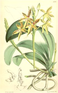 Phalaenopsis cornu-cervi (as Polychilos cornu-cervi) - Curtis' 92 (Ser. 3 no. 22) pl. 5570 (1866)