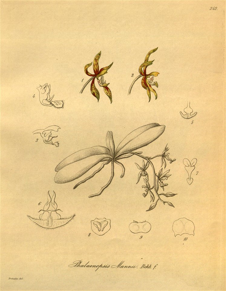 Phalaenopsis mannii