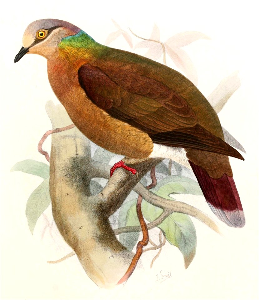 Phapitreron leucotis brevirostris Smit