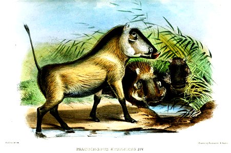 PhacochoerusAethiopicusWolf