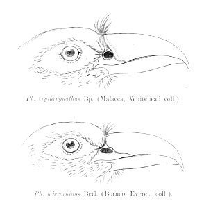 Phaenicophaeus curvirostris singularis & Phaenicophaeus curvirostris microrhinus heads 1895. Free illustration for personal and commercial use.