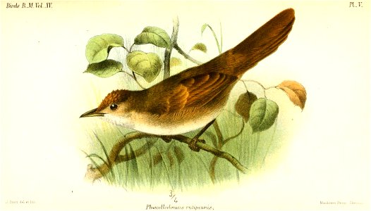 PhacellodomusRufipennisSmit